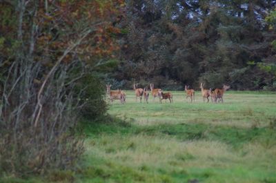 Horses on field