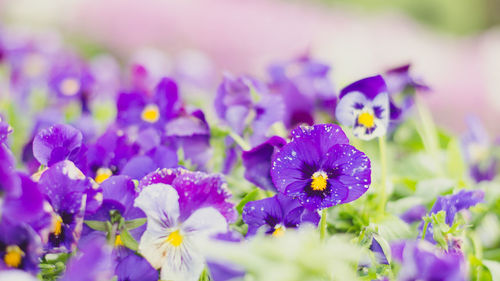 Close-up of purple flowering plant