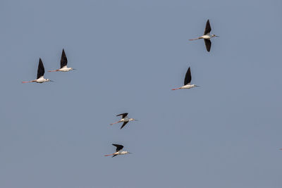 Low angle view of seagulls flying