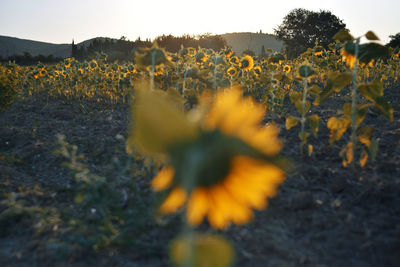 Close-up of yellow flowering plants on field