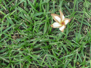 High angle view of flower blooming on field