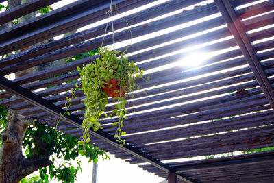 Low angle view of potted plants on roof