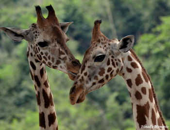 Giraffe in zoo