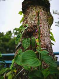 Close-up of fresh green tree against sky