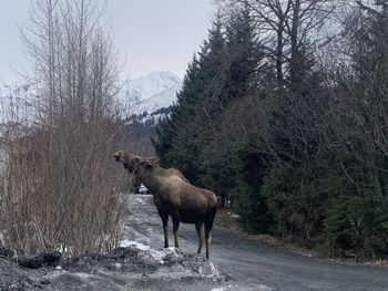 Deer standing on a land