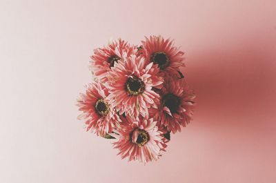 Close-up of flowers against white background