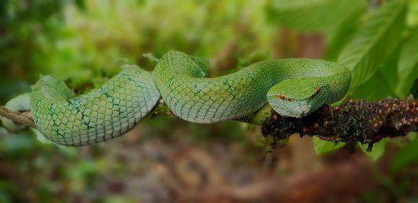 Close-up of lizard on branch