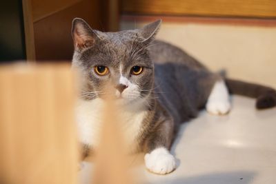 Portrait of cat relaxing at home