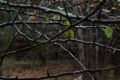 Close-up of barbed wire fence in forest