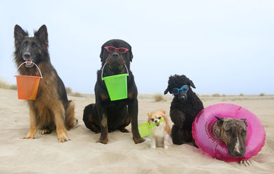 Dogs sitting at beach