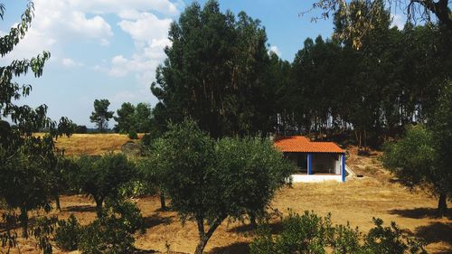 Trees and plants growing on land by building against sky