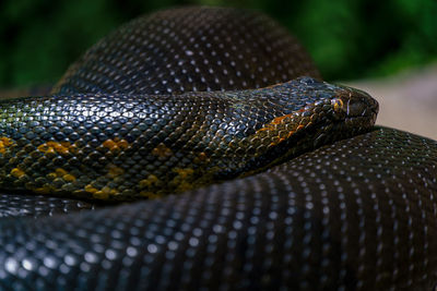 Close-up of lizard