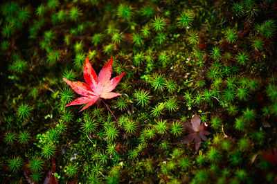 High angle view of red maple leaves on plant