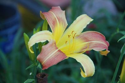 Close-up of yellow flower