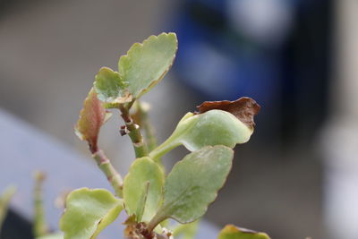 Close-up of plant