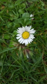 Close-up of white flower blooming outdoors