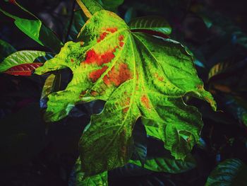 Close-up of maple leaves