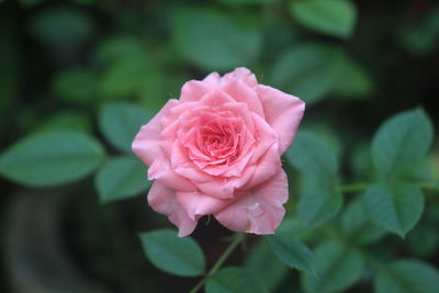 Close-up of pink rose