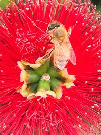 Close-up of bird perching on red hibiscus