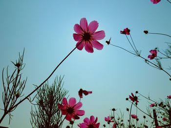 Low angle view of pink flowers blooming against clear blue sky