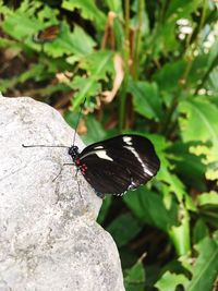 Close-up of butterfly perching on leaf