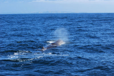 View of whale swimming in sea