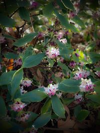 Close-up of flowers blooming outdoors