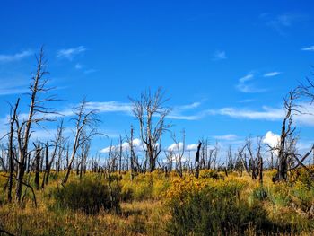 Scenic view of landscape against blue sky