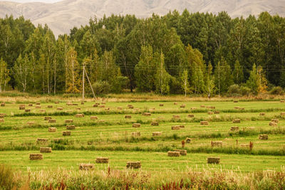 View of sheep on grassy field