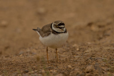 Close-up of a bird on land