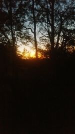 Silhouette of trees at sunset