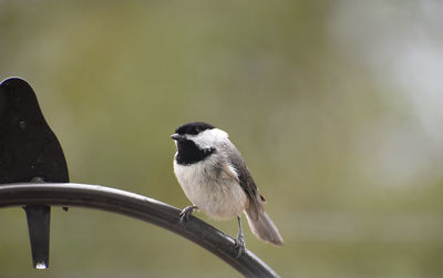 Carolina chickadee 