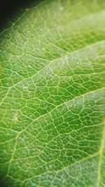 Macro shot of leaf