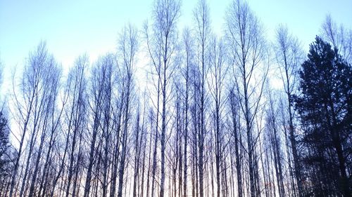 Low angle view of trees against clear sky