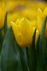 Close-up of wet yellow flower