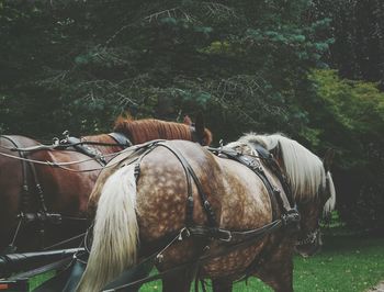 Horse standing by tree