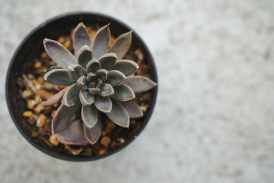 High angle view of succulent plant