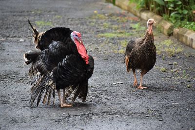 Turkeys on a land