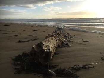 Driftwood on beach