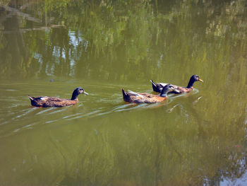 Ducks swimming in lake