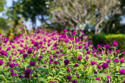 Butterfly pollinating on pink flower