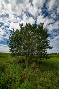 Tree on field against sky