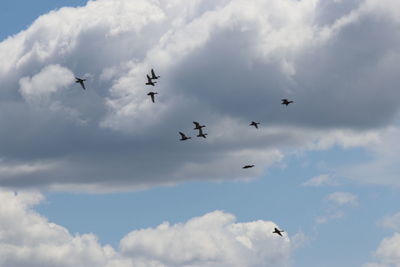 Low angle view of birds flying in sky
