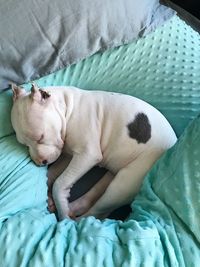 High angle view of dog sleeping on bed