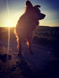 Dog standing on field against sky during sunset