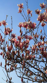 Low angle view of flower tree against sky