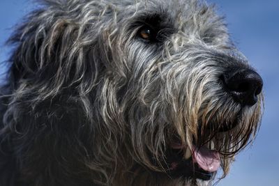 Close-up portrait of dog against sky