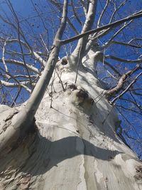 Low angle view of bare trees against clear blue sky