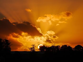 Silhouette trees at sunset