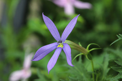 Close-up of purple flowering plant